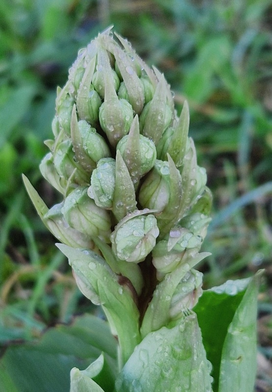 Barlia robertiana a Roma � 10 febbraio 2026.